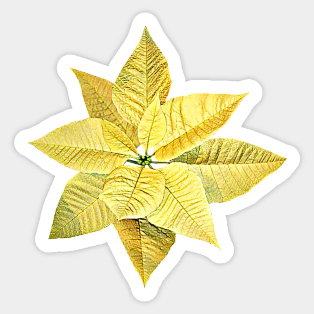 Poinsettias - Pale Yellow Poinsettia Sticker by SusanSavad
